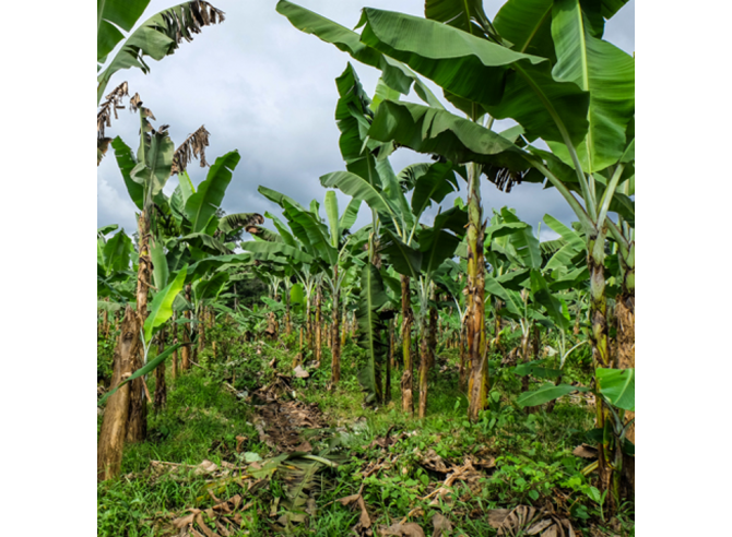 banane séchée du Cameroun - Bio & Equitable
