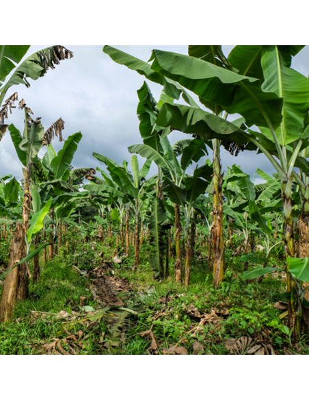 banane séchée du Cameroun - Bio & Equitable banane séchée du Cameroun - Bio & Equitable