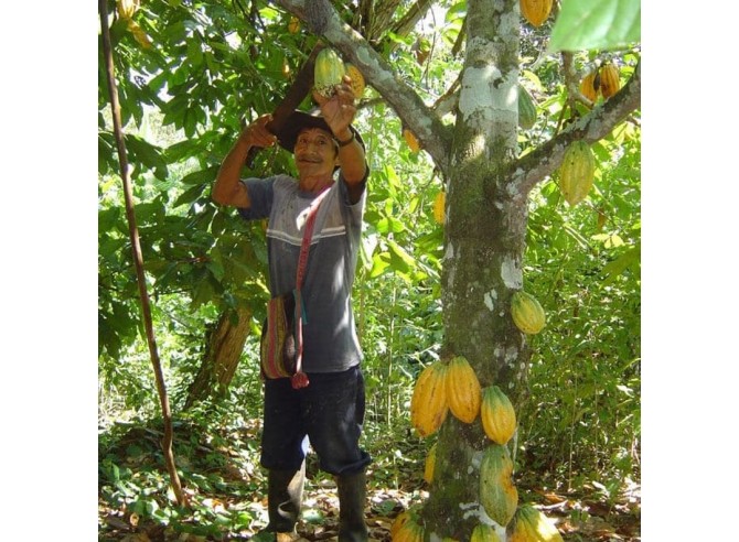 chocolat cru 70% en palets - Pur origine, Bio & Equitable