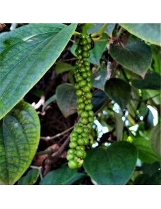 poivre noir de Madagascar  -  Bio 2