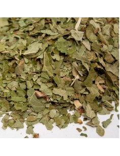 verveine odorante Bio 2