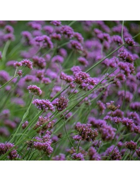 verveine odorante Bio verveine odorante Bio