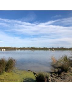riz long blanc Bio IGP Camargue 2