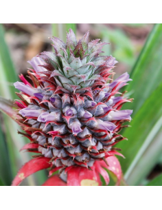 ananas séché du Togo - Bio & Equitable 2