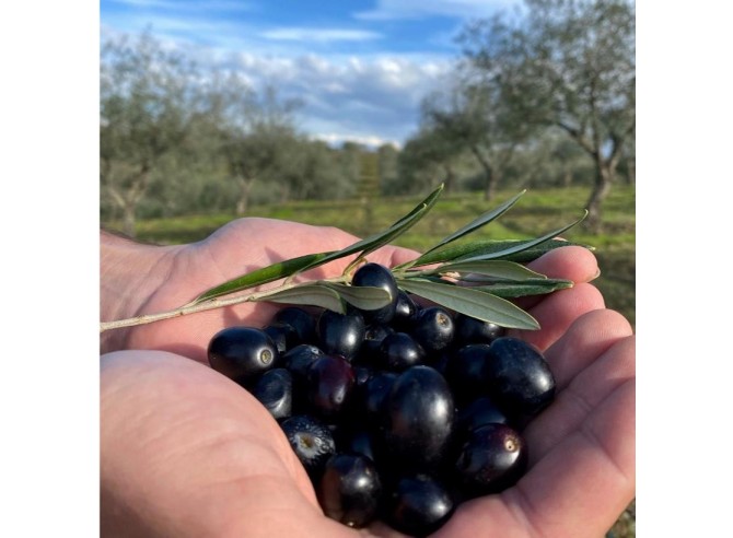 Huile d'olive bio - Huile d'olive douce bio