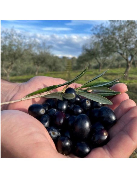 Huile d'olive vierge-extra du Portugal fruité mûr 5L