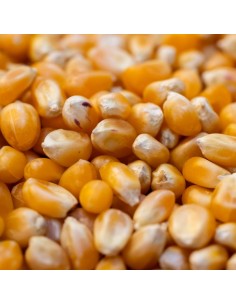 maïs à pop-corn Bio & français