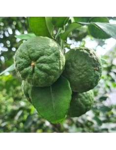 combava de Madagascar agrume
