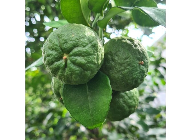 combava de Madagascar agrume