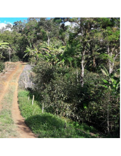 décaféiné du Honduras - en grain ou moulu 2